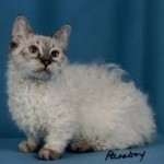 新種の猫リコイのような珍しい猫は？